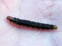 Syndemis_musculana_larva_harmorullakaariainen_toukka_IMG_0200.JPG