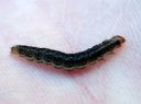 Syndemis_musculana_larva_harmorullakaariainen_toukka_IMG_0207.JPG