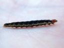 Syndemis_musculana_larva_harmorullakaariainen_toukka_IMG_0209.JPG