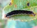 Syndemis_musculana_larva_harmorullakaariainen_toukka_IMG_4383.JPG