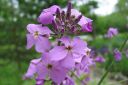 Tarhaillakko_Hesperis_matronalis_IMG_0533.jpg