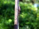 Tetragnatha_dearmata_luhtasauvakki_IMG_4278.JPG