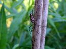 Tetragnatha_dearmata_luhtasauvakki_IMG_4283.JPG