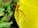 Tetragnatha_dearmata_luhtasauvakki_IMG_4859.JPG