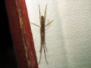 Tetragnatha_dearmata_luhtasauvakki_IMG_5356.JPG