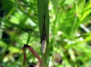 Tetragnatha_extensa_rantasauvakki_IMG_2092__sauvakkilaji_IMG_2092.JPG