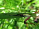 Tetragnatha_extensa_rantasauvakki_IMG_2093__sauvakkilaji_IMG_2093.JPG