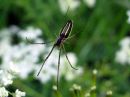 Tetragnatha_extensa_rantasauvakki_IMG_2123.JPG