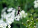 Tetragnatha_extensa_rantasauvakki_IMG_2124.JPG