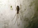 Tetragnatha_extensa_rantasauvakki_IMG_5393.JPG