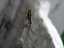 Tetragnatha_extensa_rantasauvakki_IMG_5394.JPG