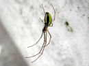 Tetragnatha_extensa_rantasauvakki_IMG_5395.JPG