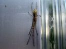 Tetragnatha_pinicola_havusauvakki_IMG_0737.JPG