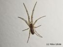 Tetragnatha_sp__tn__dearmata__luhtasauvakki_28_2_2014.jpg