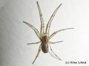 Tetragnatha_sp__tn__dearmata__luhtasauvakki_28_2_2014_28229.jpg