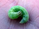 Thymelicus_lineola_larva_lauhahiipija_toukka_IMG_6394.JPG