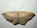 Timandra_griseata_female_pohjansuolaheinamittari_naaras_IMG_5599.JPG