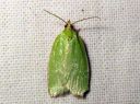 Tortrix_viridana_tammikaariainen_IMG_4544.JPG