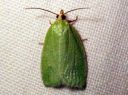 Tortrix_viridana_tammikaariainen_IMG_4547.JPG