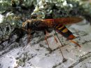 Tremex_fuscicornis_ampiaispuupistiainen_naaras_IMG_0815.JPG