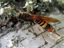 Tremex_fuscicornis_ampiaispuupistiainen_naaras_IMG_0830.JPG