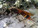 Tremex_fuscicornis_ampiaispuupistiainen_naaras_IMG_0837.JPG