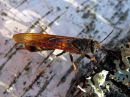 Tremex_fuscicornis_ampiaispuupistiainen_naaras_IMG_0846.JPG