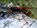 Tremex_fuscicornis_ampiaispuupistiainen_naaras_IMG_0859.JPG