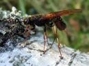 Tremex_fuscicornis_ampiaispuupistiainen_naaras_IMG_0863.JPG