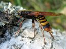 Tremex_fuscicornis_ampiaispuupistiainen_naaras_IMG_0870.JPG