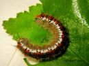 Trichiura_crataegi_larva_pihlajakehraaja_toukka_27_6_2017.jpg