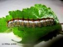 Trichiura_crataegi_larva_pihlajakehraaja_toukka_27_6_2017_28329.jpg