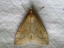 Udea_lutealis_keltaokakoisa_IMG_5357.JPG