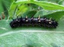 Vanessa_cardui_larva_ohdakeperhonen_toukka_IMG_0614.JPG