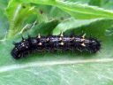 Vanessa_cardui_larva_ohdakeperhonen_toukka_IMG_0616.JPG