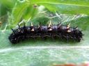 Vanessa_cardui_larva_ohdakeperhonen_toukka_IMG_0617.JPG