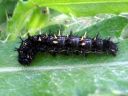 Vanessa_cardui_larva_ohdakeperhonen_toukka_IMG_0619.JPG