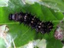 Vanessa_cardui_larva_ohdakeperhonen_toukka_IMG_5320.JPG