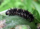 Vanessa_cardui_larva_ohdakeperhonen_toukka_IMG_5322.JPG