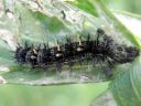 Vanessa_cardui_larva_ohdakeperhonen_toukka_IMG_6795.JPG