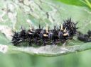 Vanessa_cardui_larva_ohdakeperhonen_toukka_IMG_6796.JPG