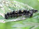 Vanessa_cardui_larva_ohdakeperhonen_toukka_IMG_6799.JPG