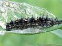 Vanessa_cardui_larva_ohdakeperhonen_toukka_IMG_6801.JPG