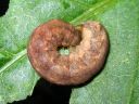 Xestia_c-nigrum_larva_kilpiruuniyokkonen_toukka_IMG_7381.JPG