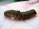 Xestia_c-nigrum_larva_kilpiruuniyokkonen_toukka_IMG_7614.JPG