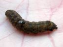 Xestia_c-nigrum_larva_kilpiruuniyokkonen_toukka_IMG_7615.JPG