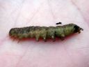 Xestia_c-nigrum_larva_kilpiruuniyokkonen_toukka_IMG_7616.JPG