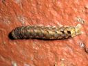 Xestia_triangulum_larva_kolmioruuniyokkonen_toukka_IMG_4130.JPG