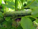 Xylena_vetusta_larva_ruskohirsiyokkonen_toukka_IMG_5956.JPG