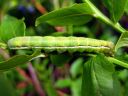 Xylena_vetusta_larva_ruskohirsiyokkonen_toukka_IMG_5962.JPG